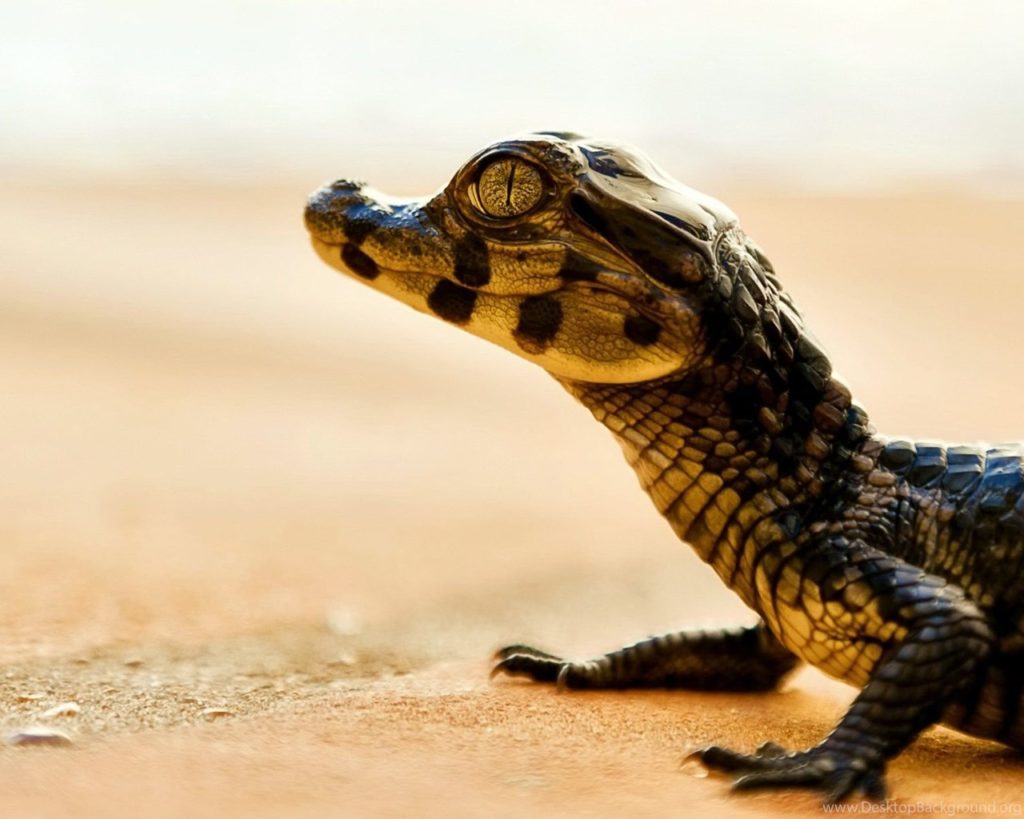 baby crocodile