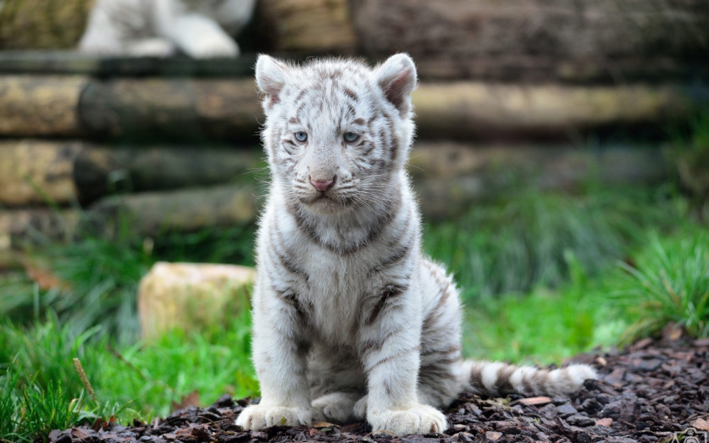 baby white tiger