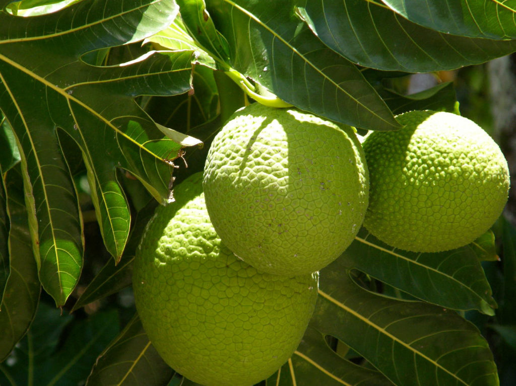 breadfruit